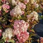 Hortenzia metlinatá (Hydrangea paniculata) ‘PINK LADY’ - výška 20-30 cm, kont. C2L
