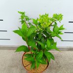Hortenzia metlinatá (Hydrangea paniculata) ‘LEVANA’ - výška 20-30 cm, kont. C2L - OBROVSKÉ KVETY