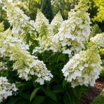 Hortenzia metlinatá (Hydrangea paniculata) ‘LEVANA’ - výška 20-30 cm, kont. C2L - OBROVSKÉ KVETY