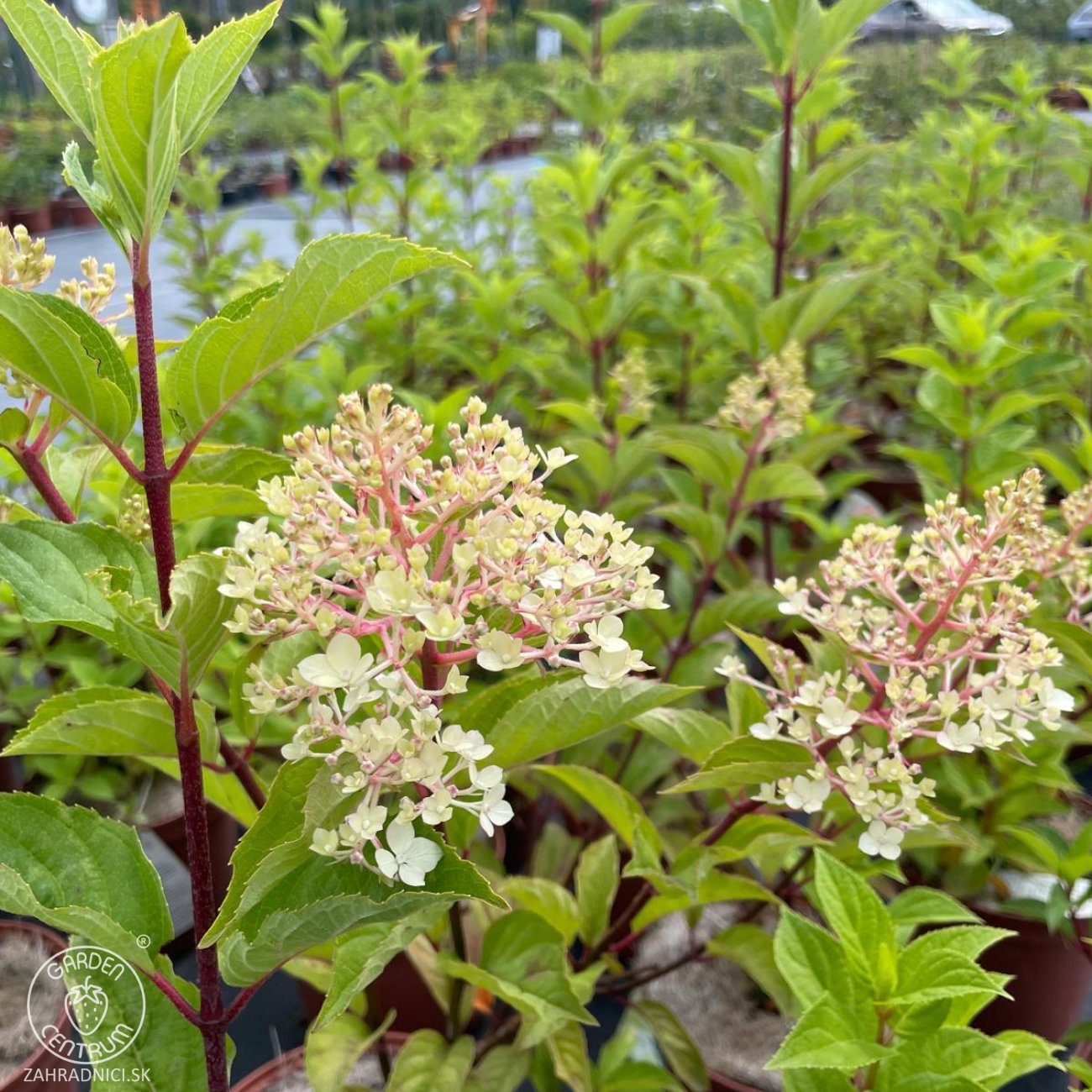 Obrázok Hortenzia metlinatá (Hydrangea paniculata) ´LIMELIGHT´® - výška 30-50 cm, kont. C2L