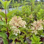 Hortenzia metlinatá (Hydrangea paniculata) ´LIMELIGHT´® - výška 30-50 cm, kont. C2L