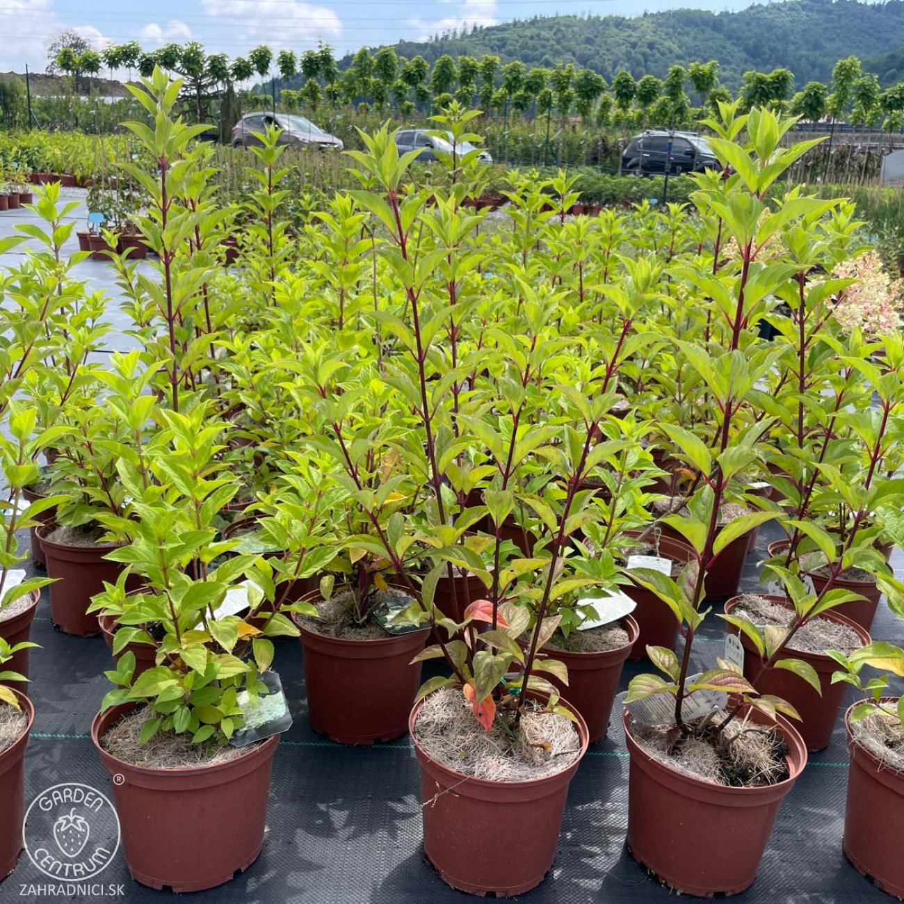 Obrázok Hortenzia metlinatá (Hydrangea paniculata) ´LIMELIGHT´® - výška 30-50 cm, kont. C2L