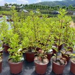 Hortenzia metlinatá (Hydrangea paniculata) ´LIMELIGHT´® - výška 30-50 cm, kont. C2L