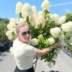 Hortenzia metlinatá (Hydrangea paniculata) 'LIMELIGHT'® - výška 150-170 cm, kont. C45L - VIACKMENNÁ