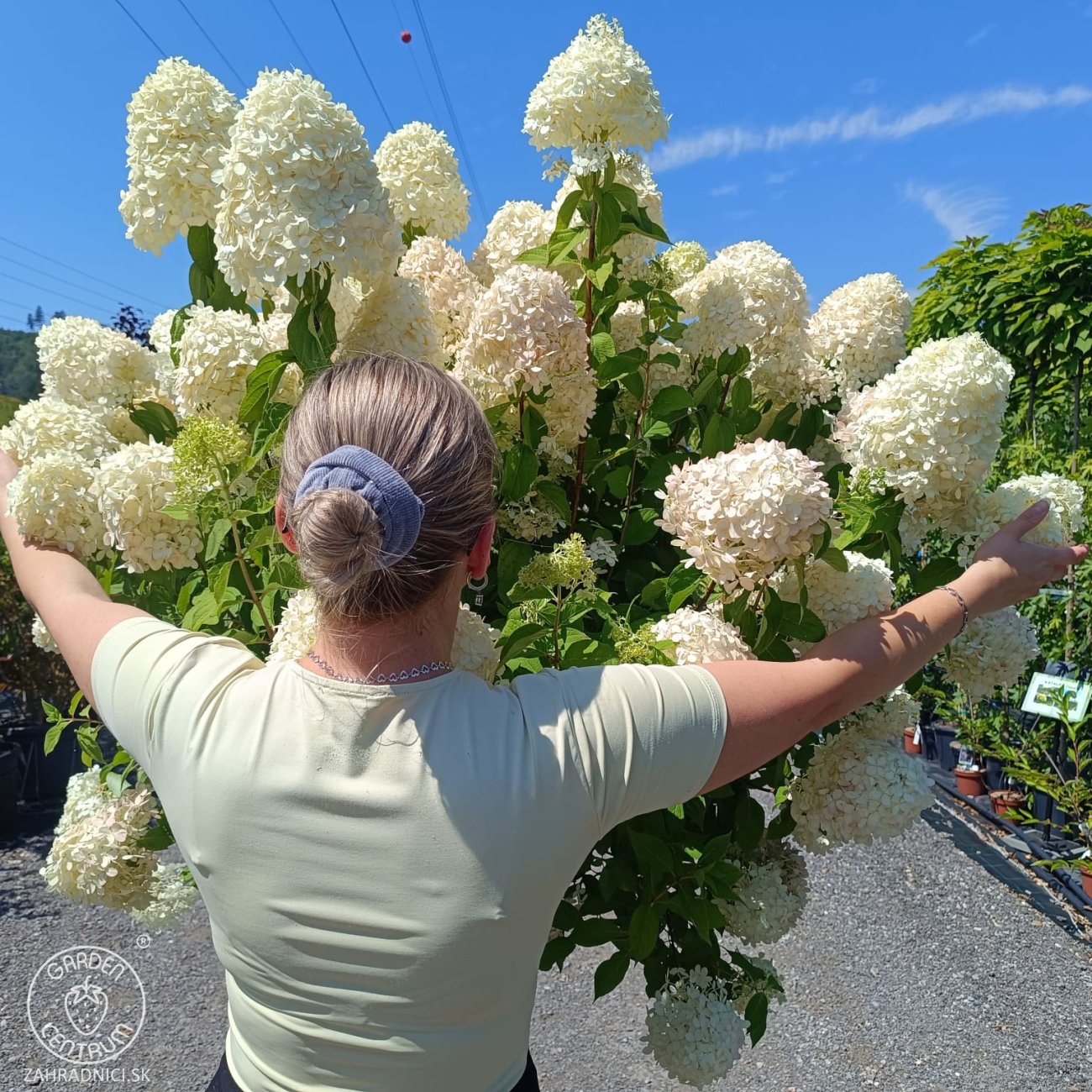 Obrázok Hortenzia metlinatá (Hydrangea paniculata) 'LIMELIGHT'® - výška 150-170 cm, kont. C45L - VIACKMENNÁ