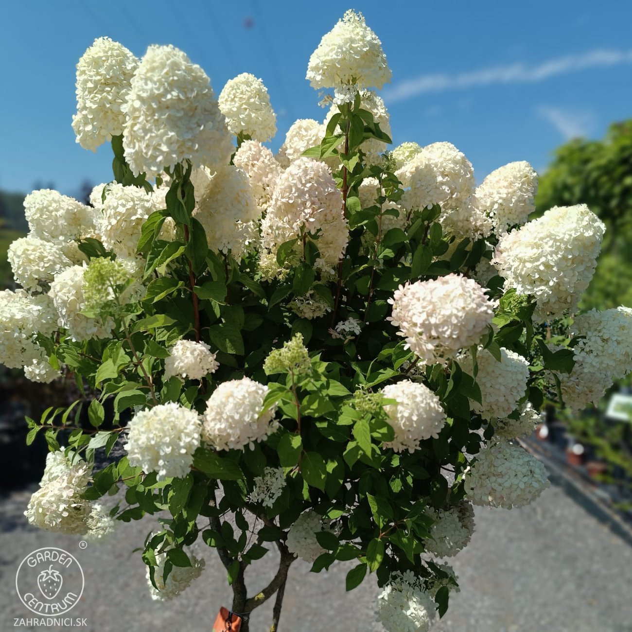 Obrázok Hortenzia metlinatá (Hydrangea paniculata) 'LIMELIGHT'® - výška 150-170 cm, kont. C45L - VIACKMENNÁ