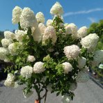 Hortenzia metlinatá (Hydrangea paniculata) 'LIMELIGHT'® - výška 150-170 cm, kont. C45L - VIACKMENNÁ