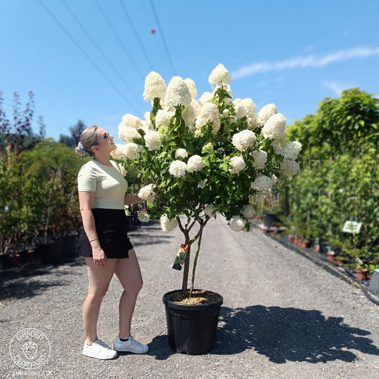 Obrázok Hortenzia metlinatá (Hydrangea paniculata) 'LIMELIGHT'® - výška 150-170 cm, kont. C45L - VIACKMENNÁ