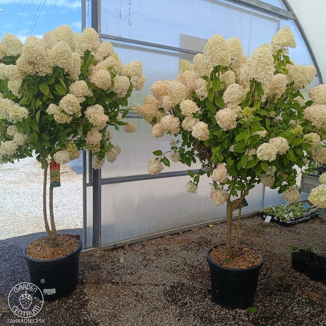 Obrázok Hortenzia metlinatá (Hydrangea paniculata) 'LIMELIGHT'® - výška 150-170 cm, kont. C45L - VIACKMENNÁ
