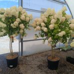Hortenzia metlinatá (Hydrangea paniculata) 'LIMELIGHT'® - výška 150-170 cm, kont. C45L - VIACKMENNÁ