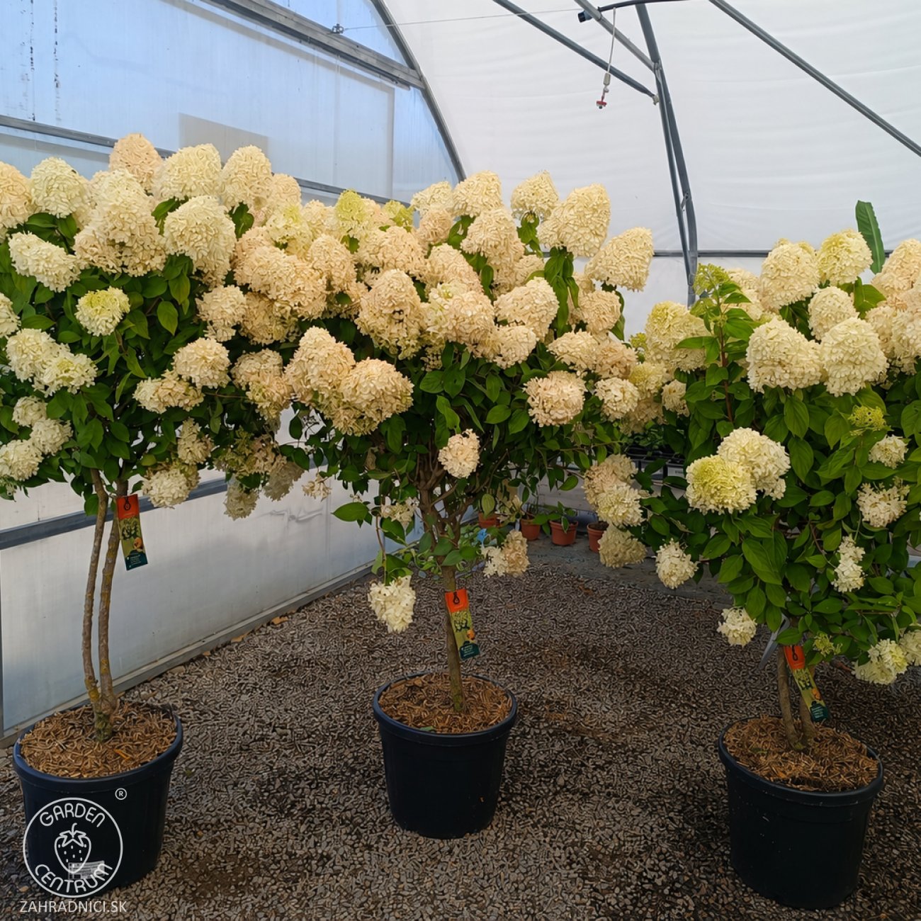 Obrázok Hortenzia metlinatá (Hydrangea paniculata) 'LIMELIGHT'® - výška 150-170 cm, kont. C45L - VIACKMENNÁ