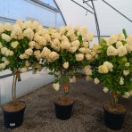 Hortenzia metlinatá (Hydrangea paniculata) 'LIMELIGHT'® - výška 150-170 cm, kont. C45L - VIACKMENNÁ