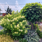 Hortenzia metlinatá (Hydrangea paniculata) ´LIMELIGHT´® - výška 30-50 cm, kont. C2L