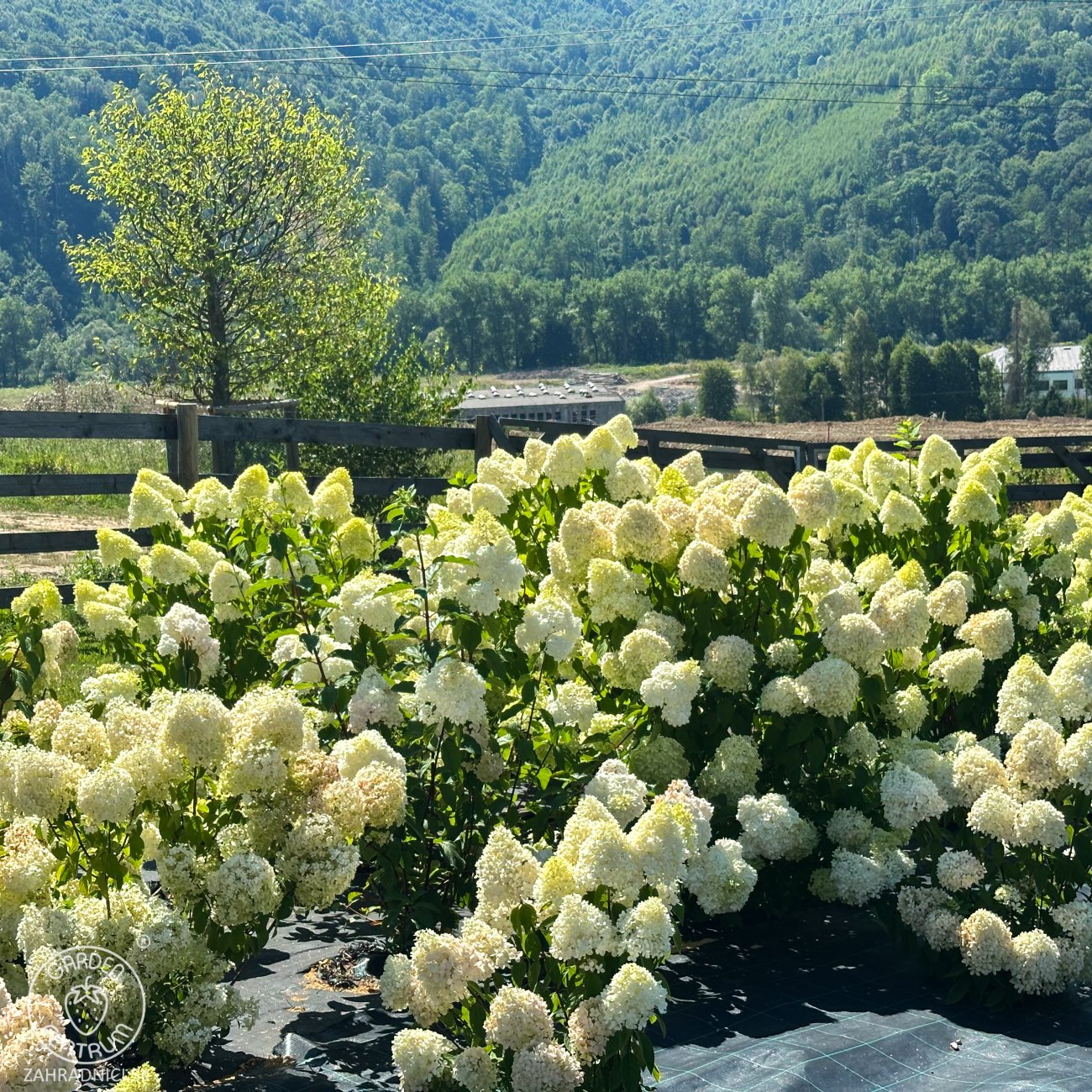 Obrázok Hortenzia metlinatá (Hydrangea paniculata) ´PHANTOM´ - výška 15-25 cm, kont. C2L