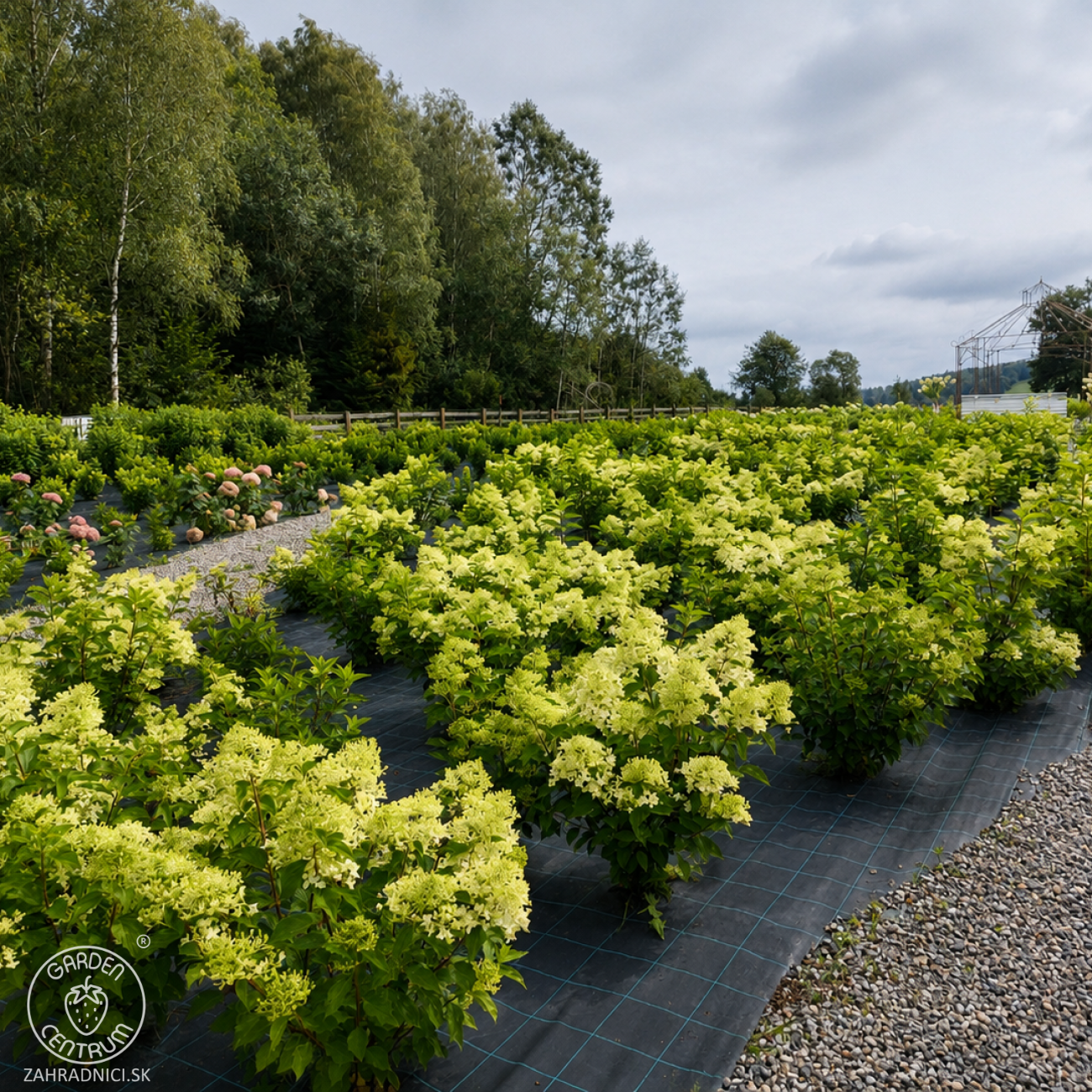 Obrázok Hortenzia metlinatá (Hydrangea paniculata) ´PHANTOM´ - výška 15-25 cm, kont. C2L