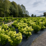 Hortenzia metlinatá (Hydrangea paniculata) ´PHANTOM´ - výška 15-25 cm, kont. C2L
