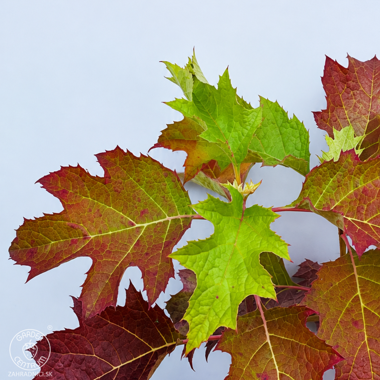 Obrázok Hortenzia dubolistá (Hydrangea quercifolia) 'TARA'® - výška 20-40 cm, kont. C2L