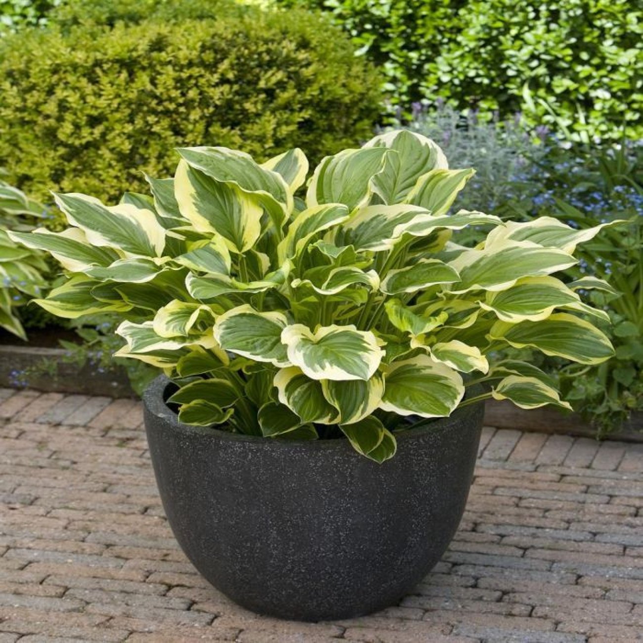 Obrázok Funkia (Hosta) ‘SO SWEET’ – kont. C1,5L
