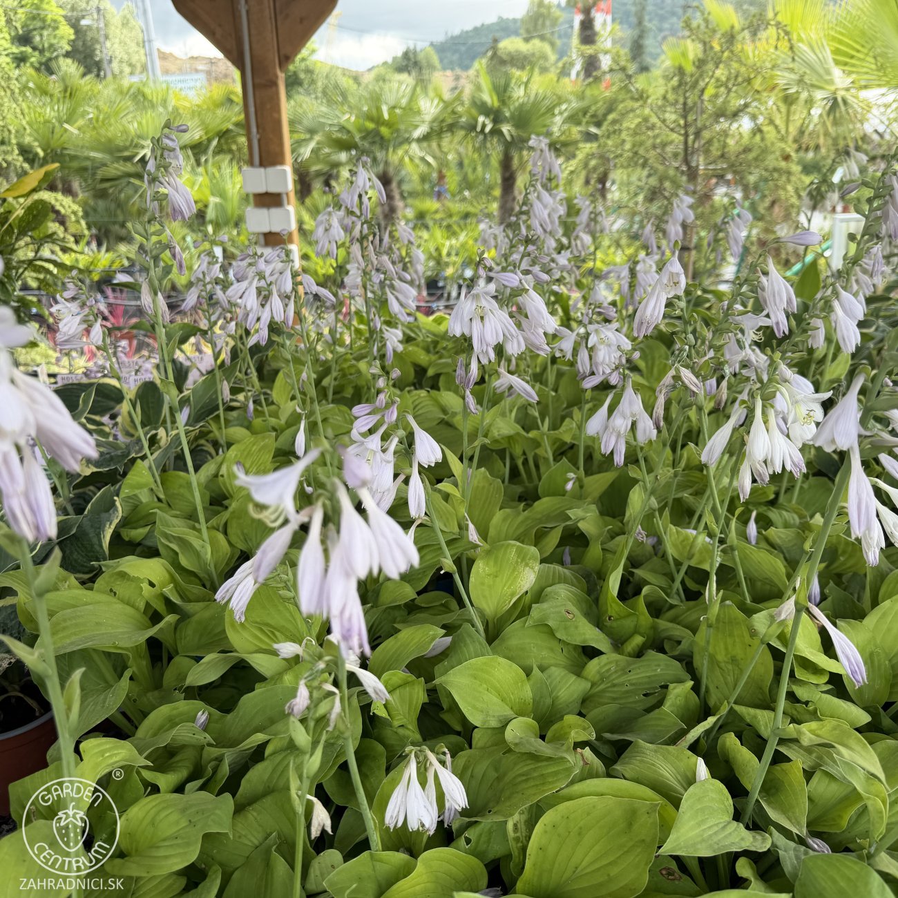 Obrázok Funkia (Hosta) ´AUGUST MOON’ - kont. C1,5L