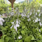 Funkia (Hosta) ´AUGUST MOON’ - kont. C1,5L