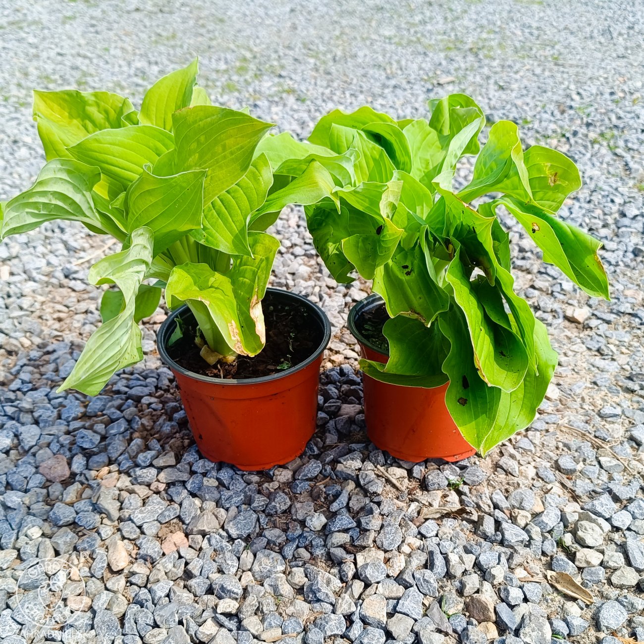 Obrázok Funkia (Hosta) ´AUGUST MOON’ - kont. C1,5L