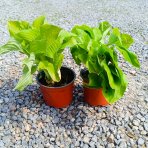 Funkia (Hosta) ´AUGUST MOON’ - kont. C1,5L