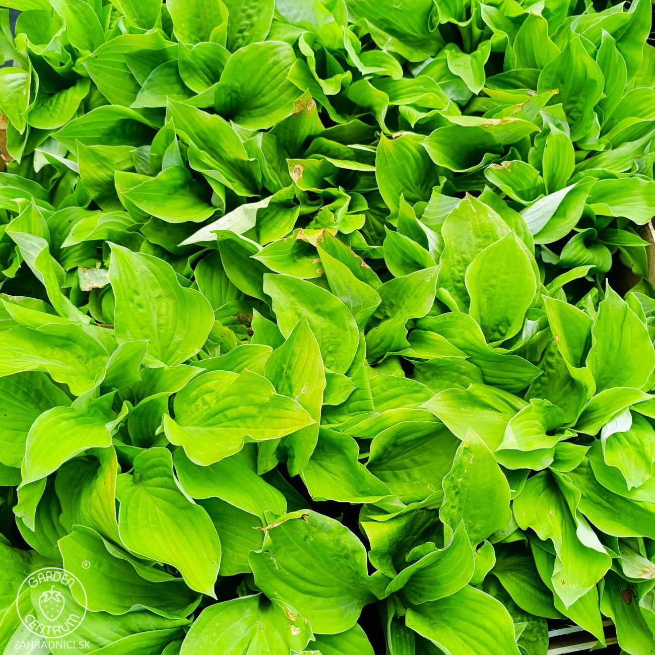 Obrázok Funkia (Hosta) ´AUGUST MOON’ - kont. C1,5L