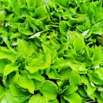 Funkia (Hosta) ´AUGUST MOON’ - kont. C1,5L