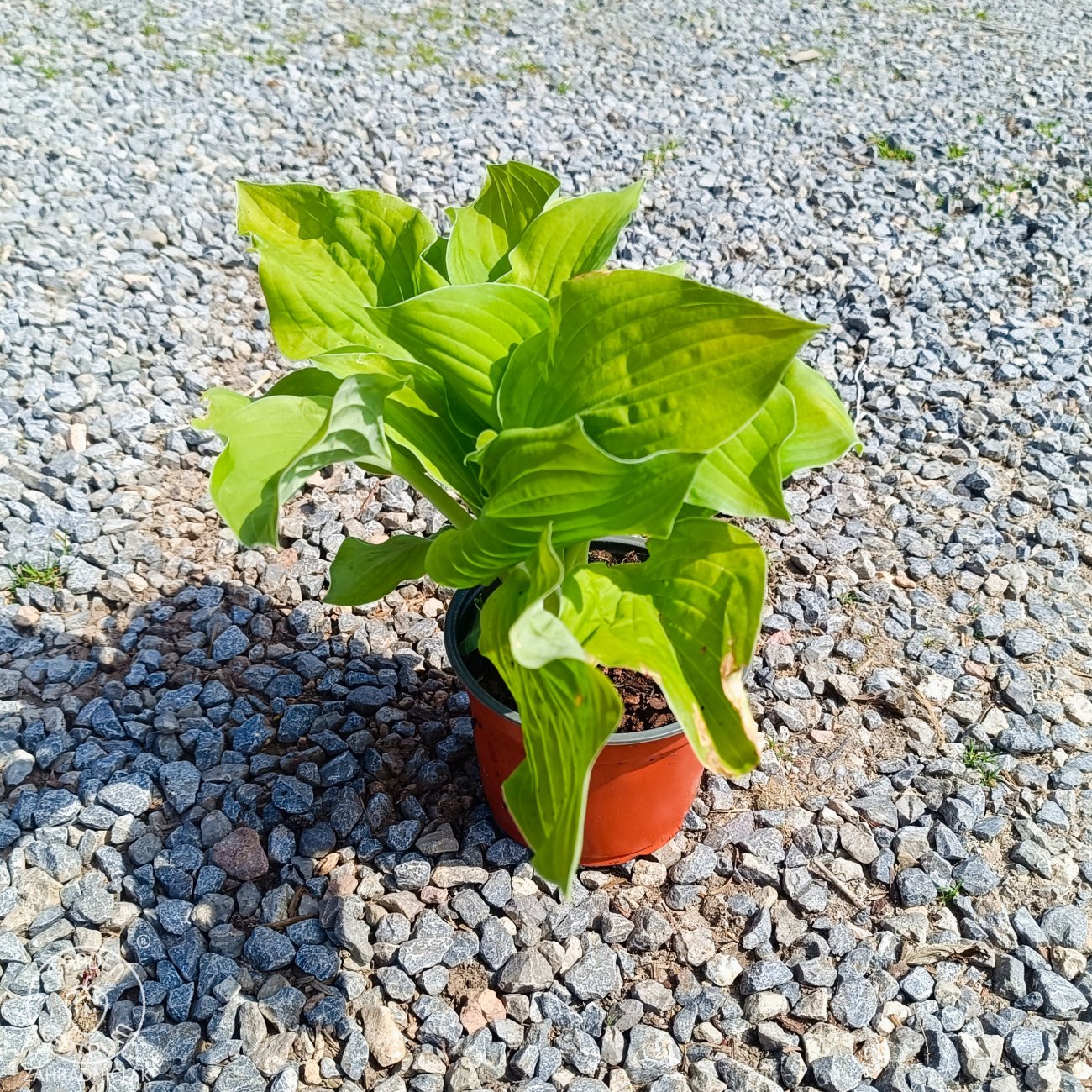 Obrázok Funkia (Hosta) ´AUGUST MOON’ - kont. C1,5L