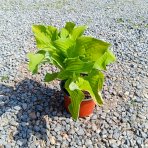 Funkia (Hosta) ´AUGUST MOON’ - kont. C1,5L