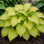 Funkia (Hosta) ´AUGUST MOON’ - kont. C1,5L