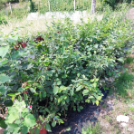 Hrab obyčajný (Carpinus betulus) - výška 40-70 cm, kont. C2L