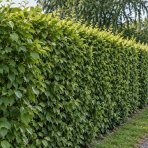 Hrab obyčajný (Carpinus betulus) - výška 190-220 cm, kont. C10L