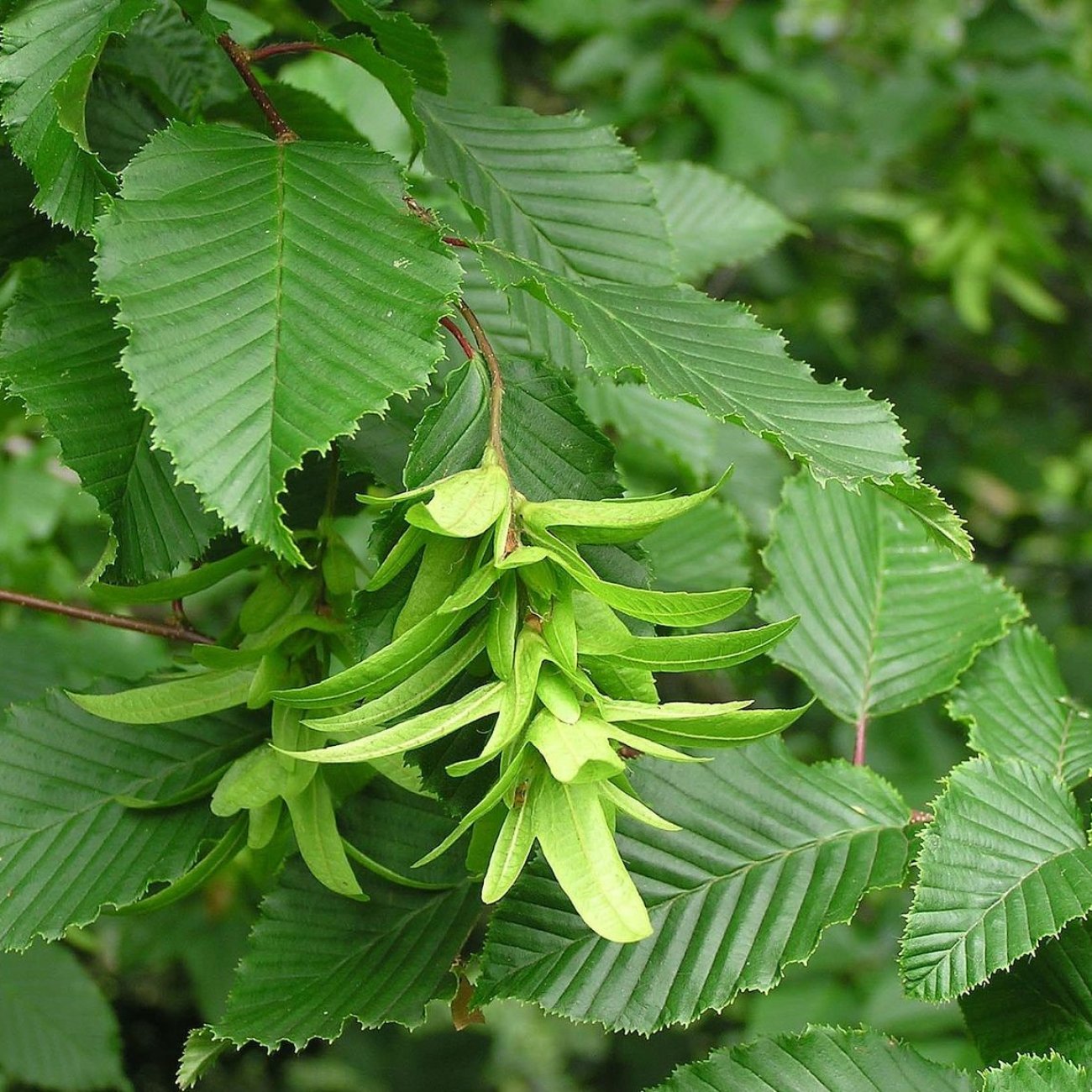 Obrázok Hrab obyčajný (Carpinus betulus) - výška 40-70 cm, kont. C2L