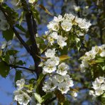 Hruška obyčajná (Pyrus communis) ´FAVORITKA´ - letná, výška- 160-180 cm, kont. C5L