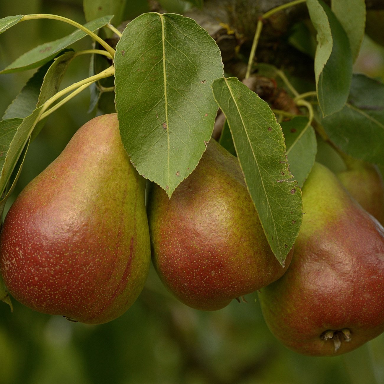 Obrázok Hruška obyčajná (Pyrus communis) ´FAVORITKA´ - letná, výška- 160-180 cm, kont. C5L