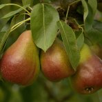 Hruška obyčajná (Pyrus communis) ´FAVORITKA´ - letná, výška- 160-180 cm, kont. C5L