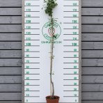 Hruška obyčajná (Pyrus communis) ´FAVORITKA´ - letná, výška- 160-180 cm, kont. C5L