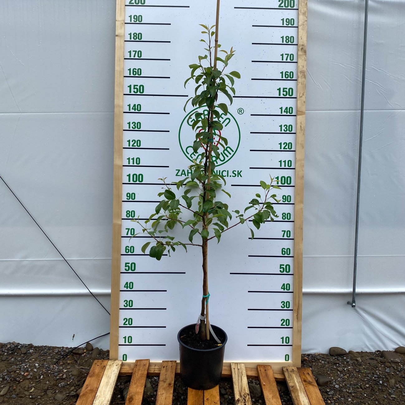 Obrázok Hruška obyčajná (Pyrus Communis) ´KAISER´, výška 130-160 cm, obvod kmeňa: 6/8 cm, kont. C9L - kvetináčová