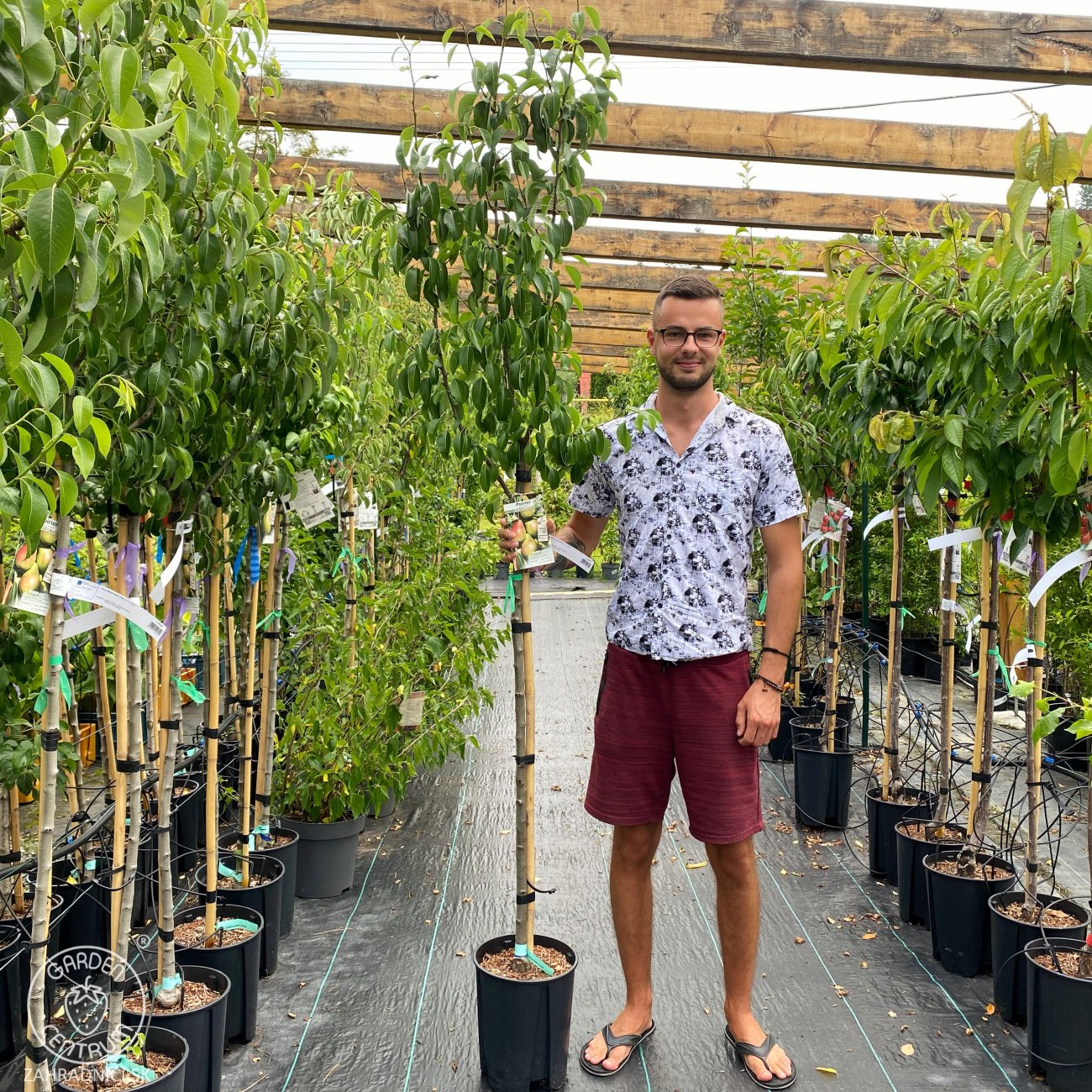 Obrázok Hruška obyčajná (Pyrus Communis) ´WILLIAM ROSSO´ - výška: 190-210 cm, obvod kmeňa 6/8 cm, kont. C10L - červená letná - na kmienku