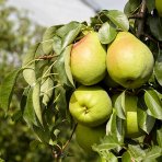 Hruška obyčajná (Pyrus communis) ´LUCASOVA´ - zimná, výška: 120-150 cm, voľnokorenná