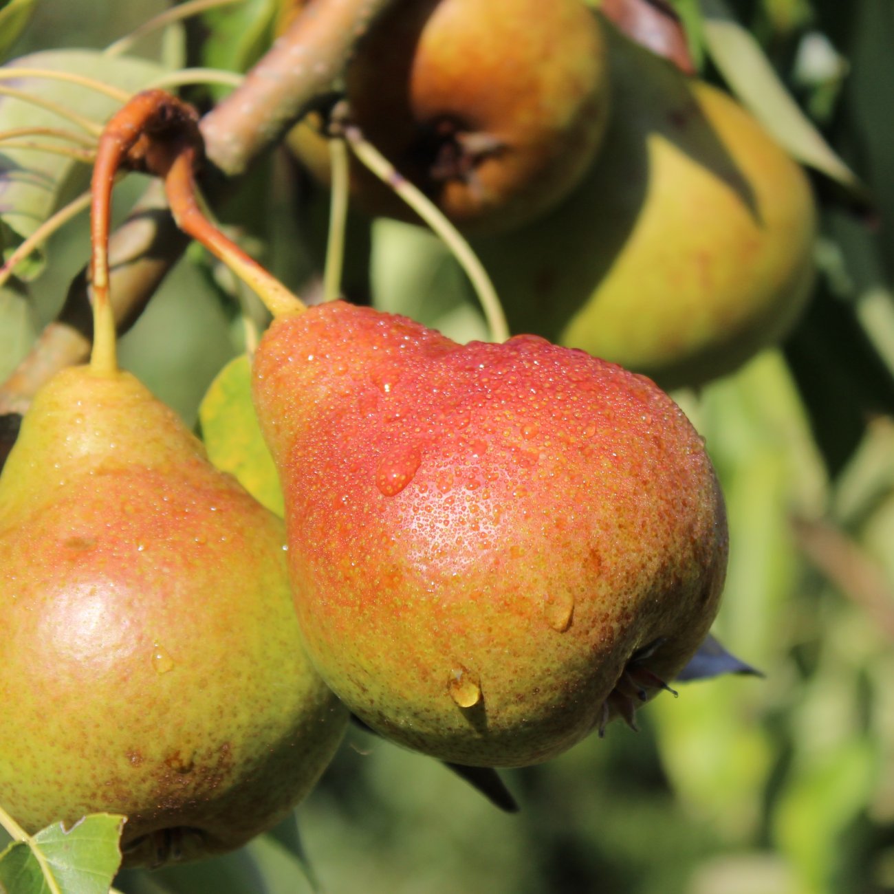 Obrázok Hruška obyčajná (Pyrus communis) ´LIPCOVÁ´ - letná, výška: 120-150 cm, voľnokorenná