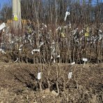 Mini hruška nízkokmenná (Pyrus communis) ´GARDEN PEARL®´ - jesenná, výška 50-70 cm, voľnokorenná