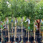 Hruška obyčajná (Pyrus Communis) ´WILLIAM ROSSO´ - výška: 190-210 cm, obvod kmeňa 6/8 cm, kont. C10L - červená letná - na kmienku