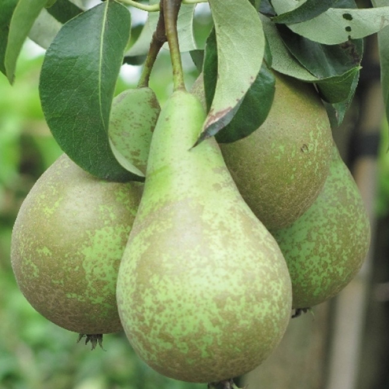 Obrázok Hruška obyčajná (Pyrus communis) ´KONFERENCIA´ - jesenná, výška 120-150 cm, voľnokorenná