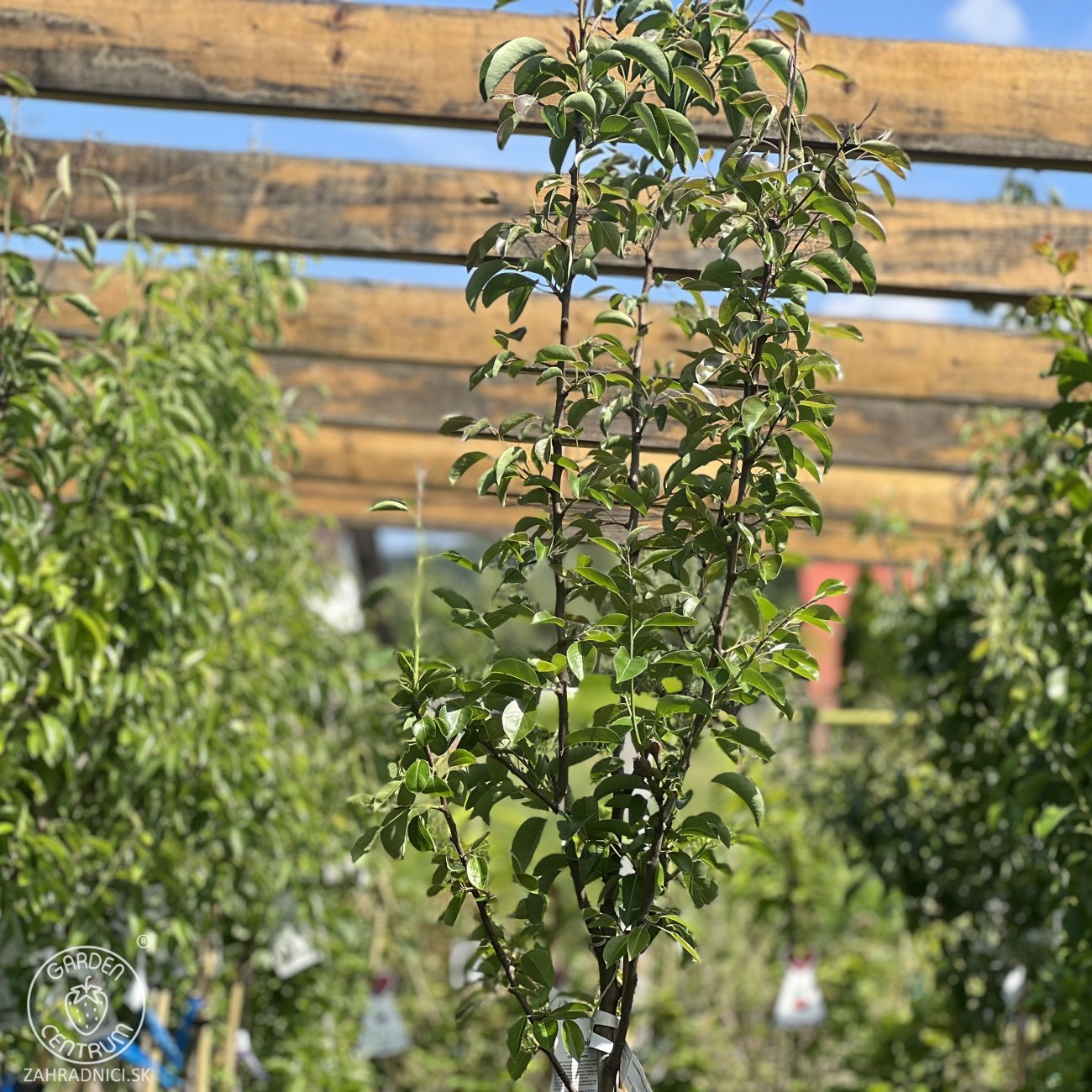 Obrázok Hruška obyčajná (Pyrus Communis) ´WILLIAM ROSSO´ - výška: 190-210 cm, obvod kmeňa 6/8 cm, kont. C10L - červená letná - na kmienku