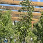 Hruška obyčajná (Pyrus Communis) ´WILLIAM ROSSO´ - výška: 190-210 cm, obvod kmeňa 6/8 cm, kont. C10L - červená letná - na kmienku