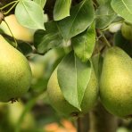 Hruška obyčajná (Pyrus Communis) ´MOSCATELLA´ - zelená letná, výška 230-260 cm, obvod kmeňa 6/8 cm, kont. C6L