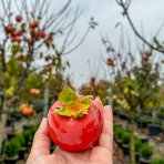 Ebenovník rajčiakonosný (Diospyros Kaki) HURMIKAKI ´TIPO´ - výška 180-210 cm, obvod kmeňa 14/16 cm, kont. C70L (-18°C)
