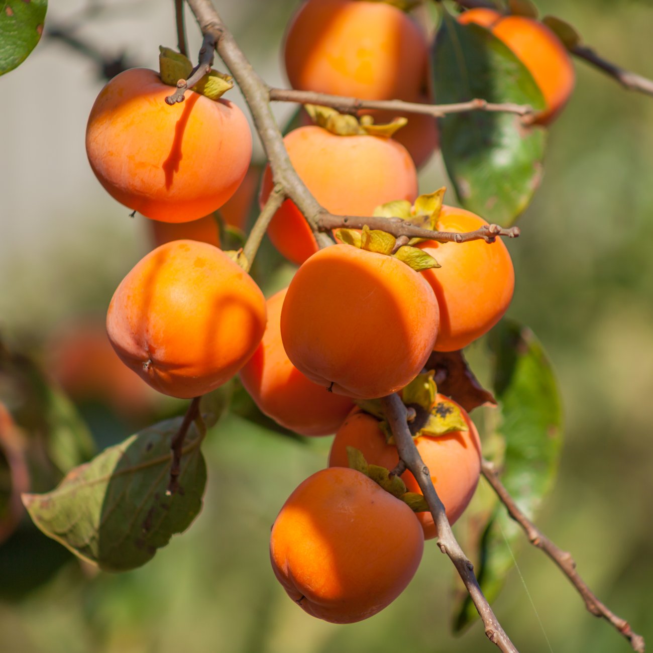 Obrázok Ebenovník rajčiakový – hurmikaki (Diospyros kaki) ´TIPO´ – výška 150–170 cm, obvod kmeňa 4/6 cm, kont. C10L (-18°C)